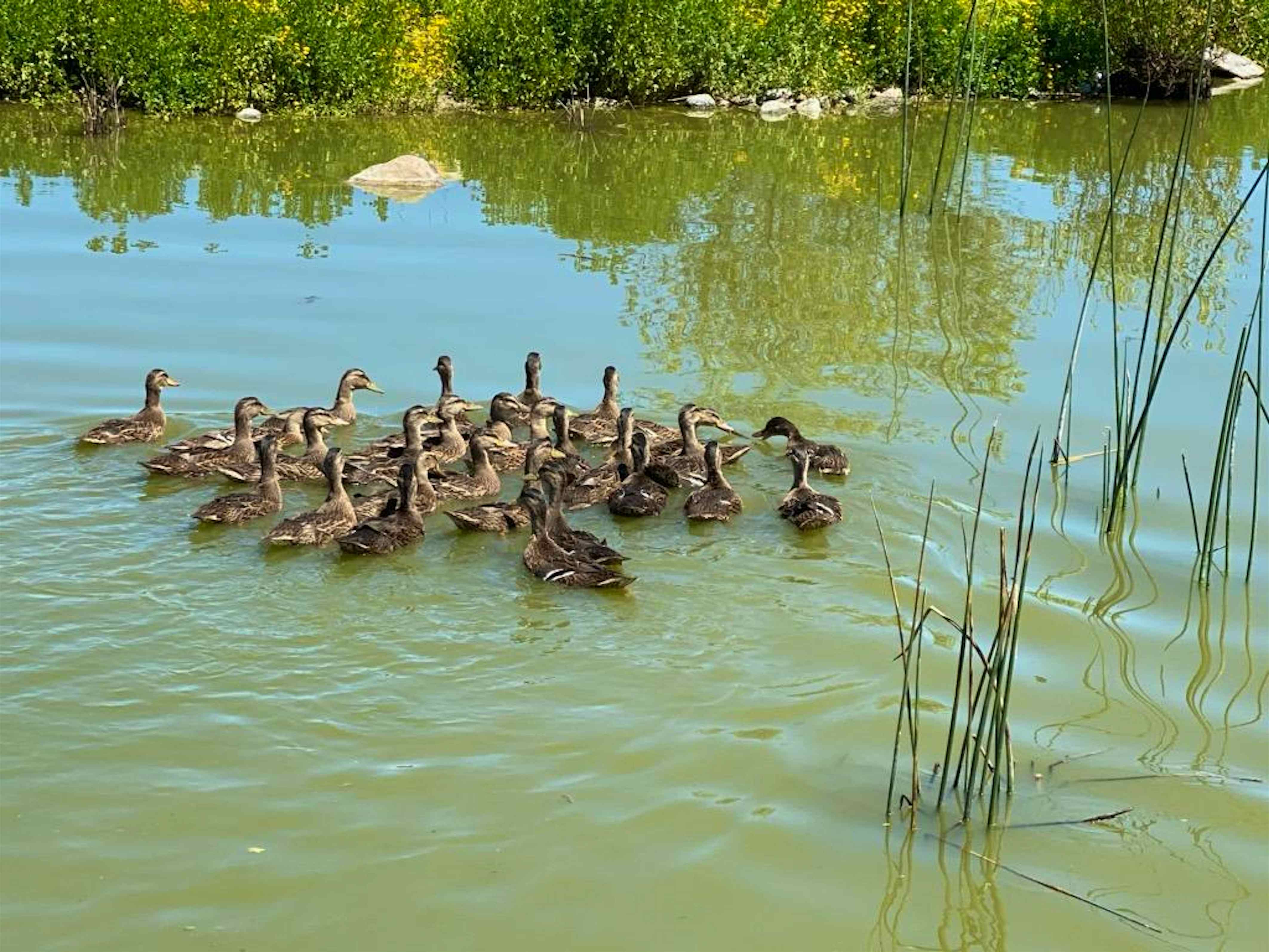 This US care center is returning dozens of birds to the wild