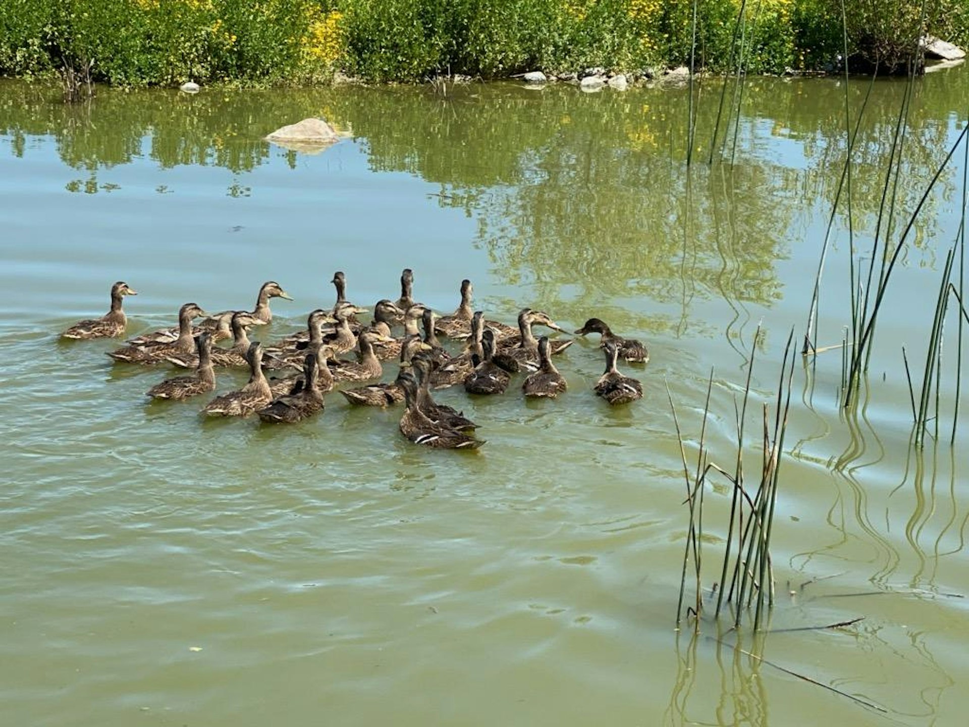 Mallard ducks released at Bolsa Chica Ecological Reserve 