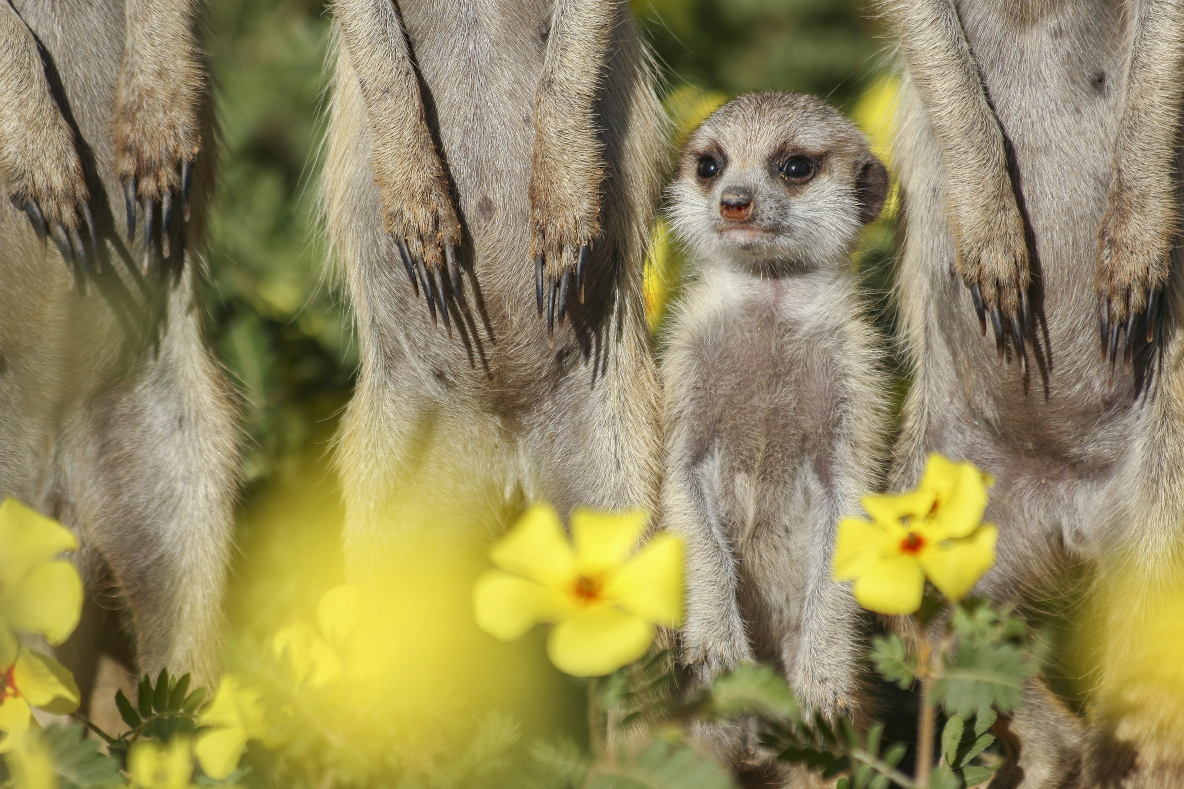 Kalahari Meerkat Project, Northern Cape, South Africa