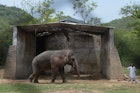 Kaavan elephant.jpg