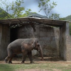 Kaavan elephant.jpg