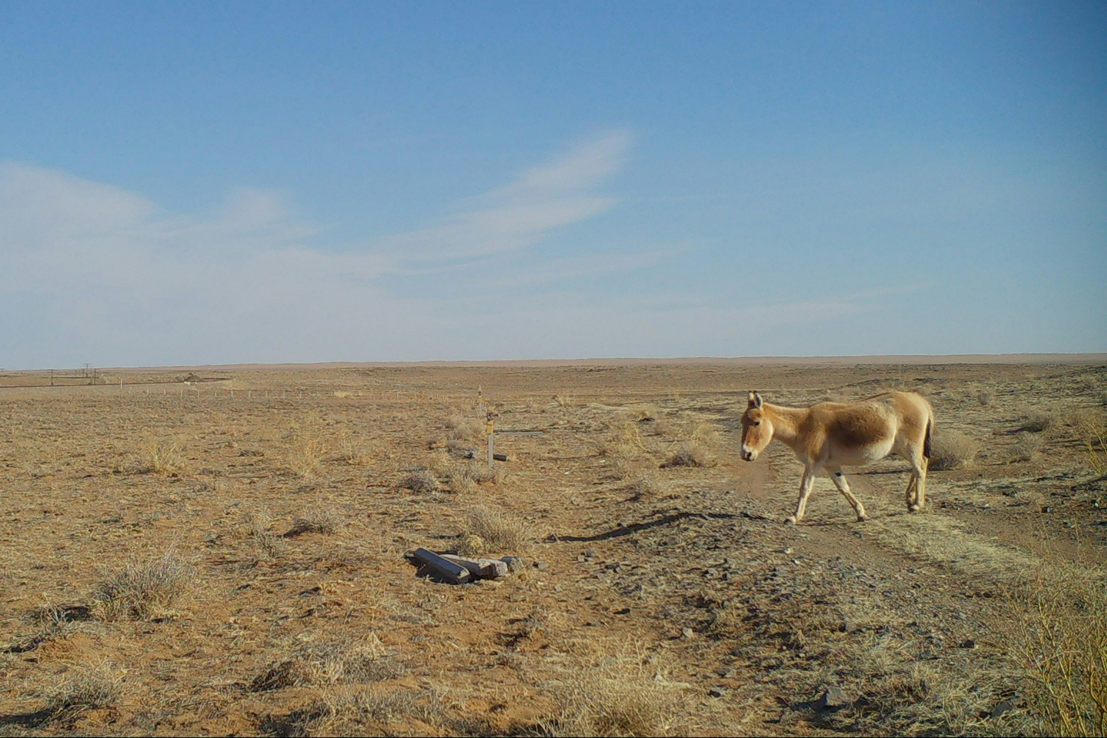 Wildlife is crossing the Trans-Mongolian Railroad for the first time in  decades - Lonely Planet