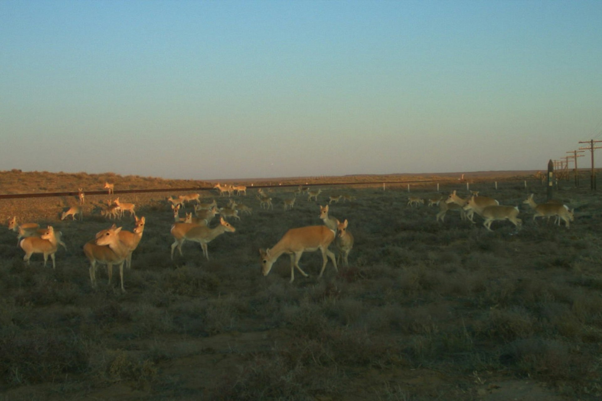 A herd of gazelle in Mongolia