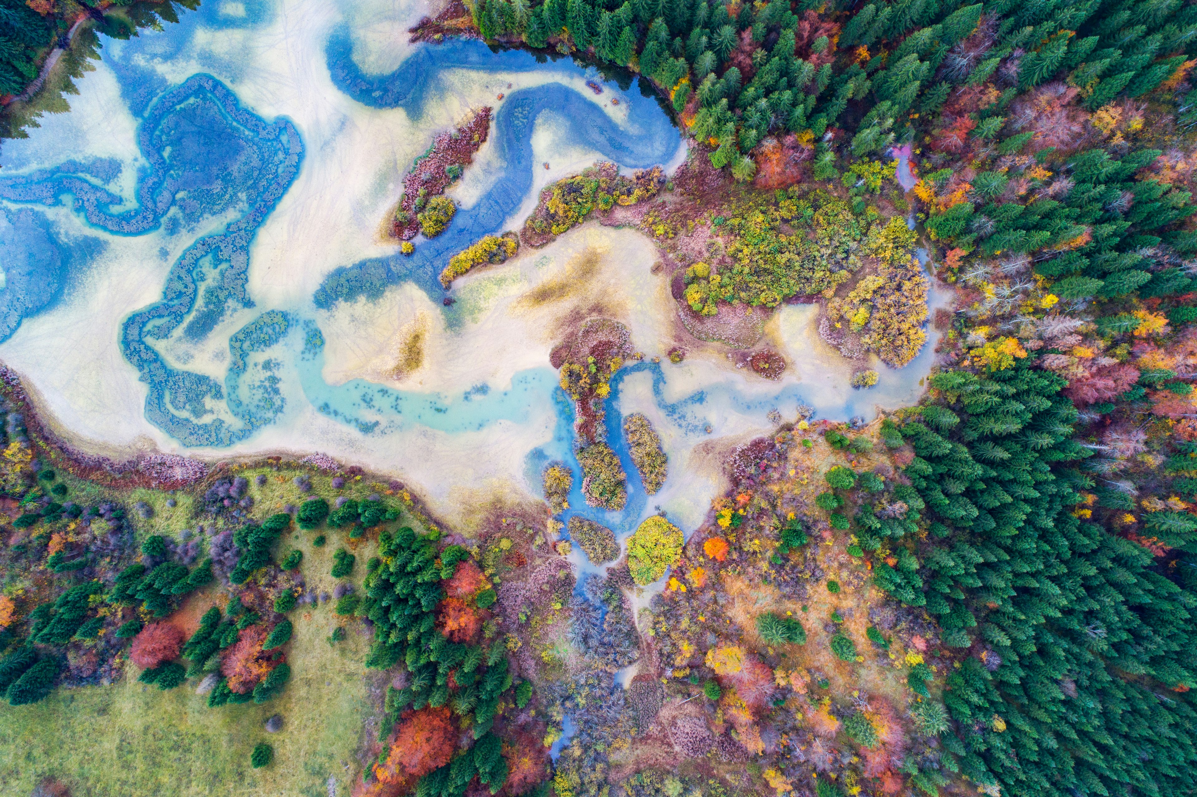 An aerial shot of a forest