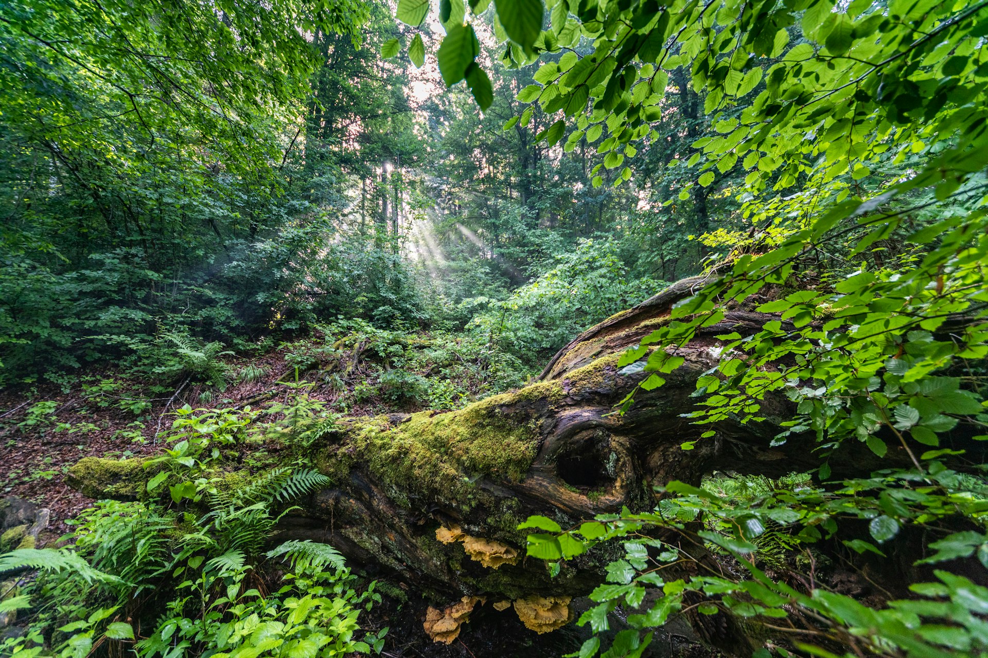 A green forest in Slovenia