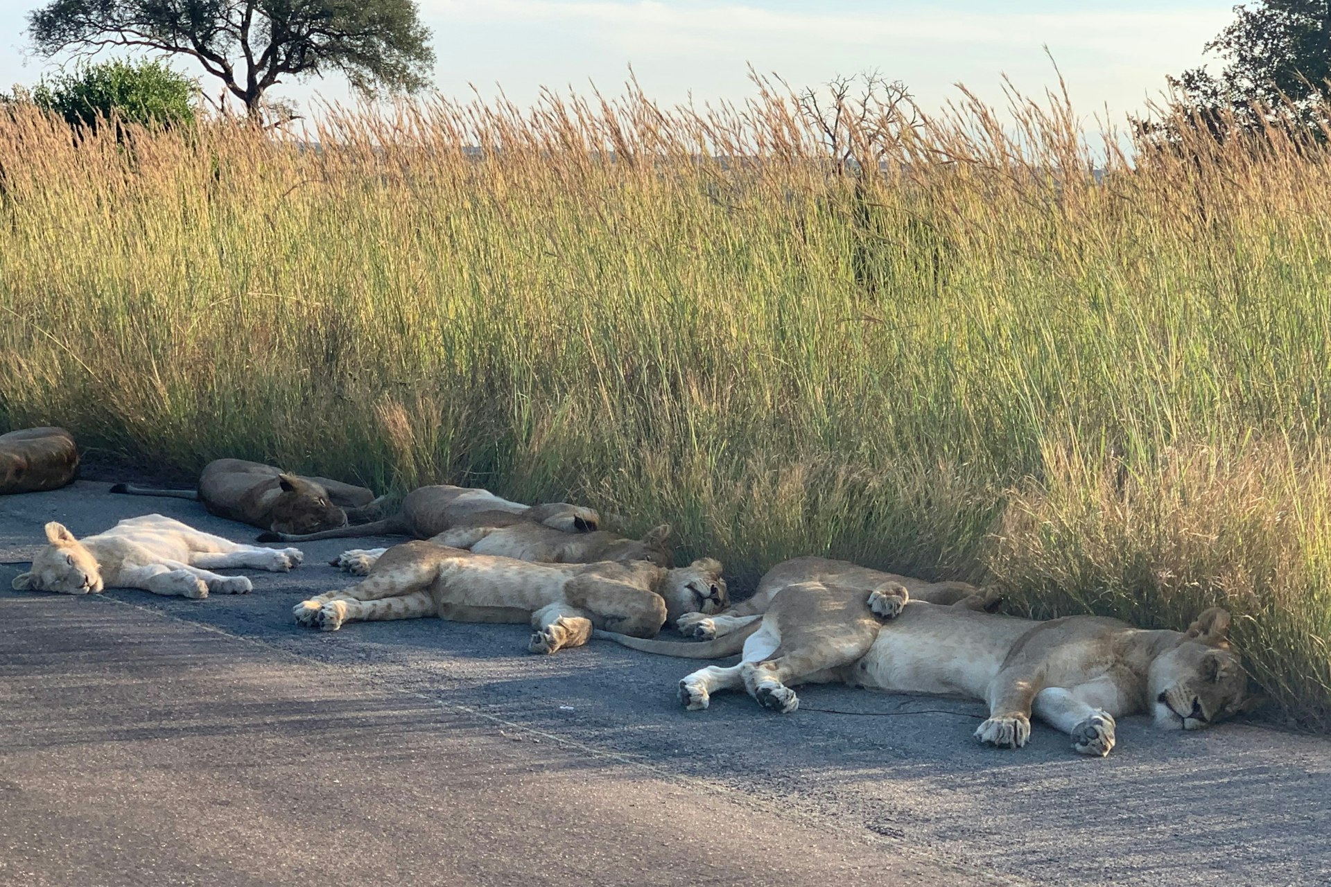 Kruger lions 2.jpg