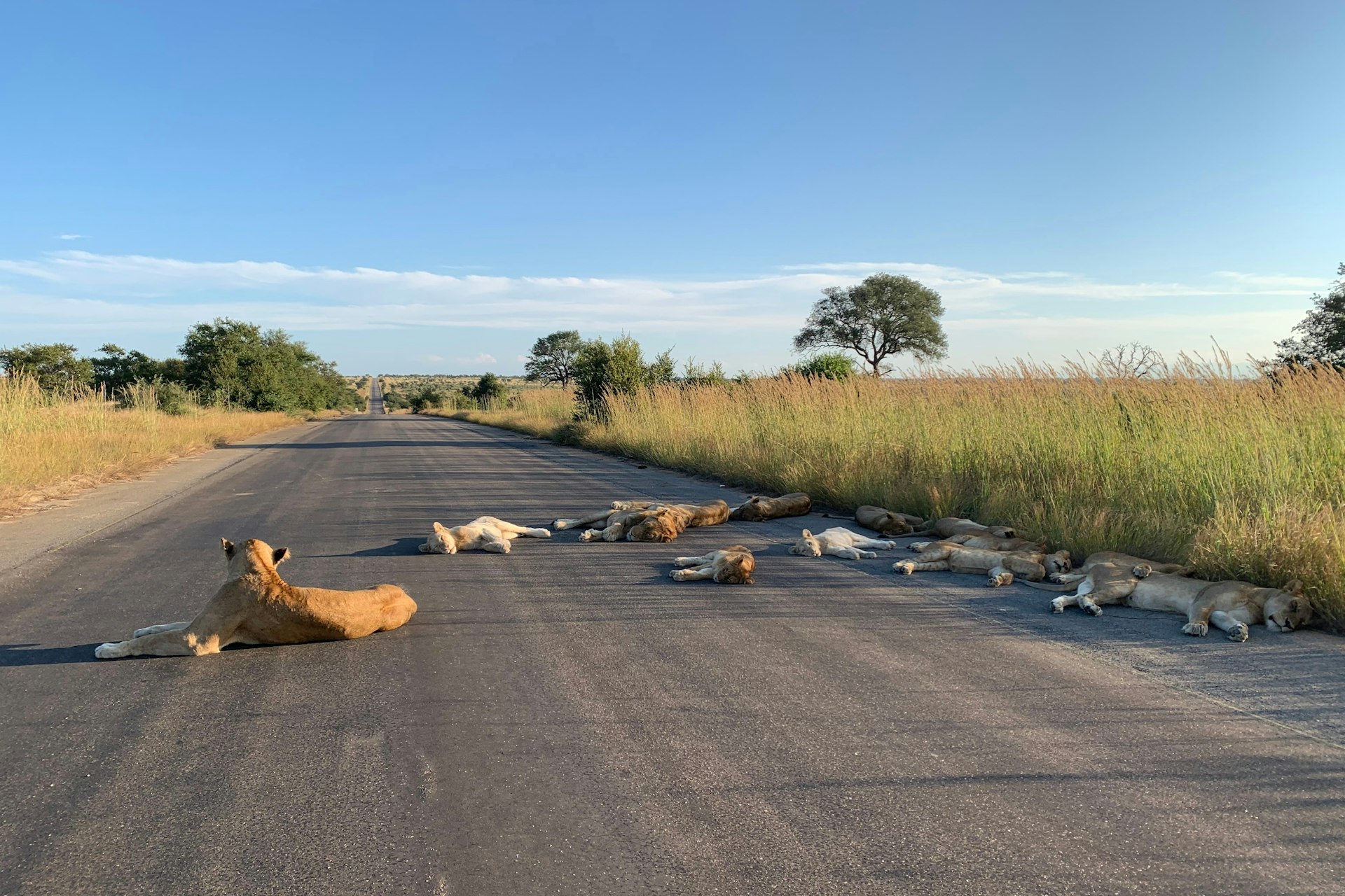 Kruger lions 3.jpg