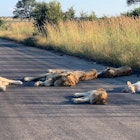 Kruger lions 4.jpg