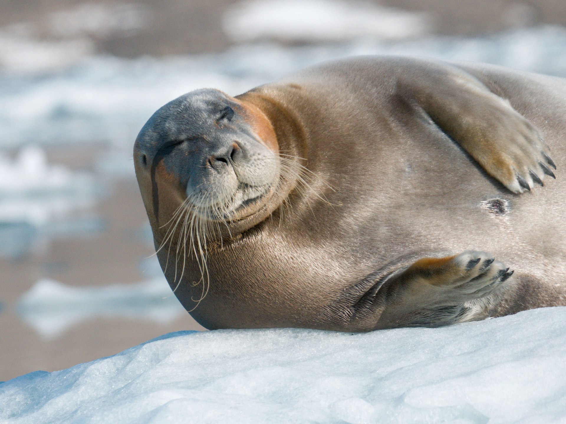 Closeup of a seal on the arctic ice