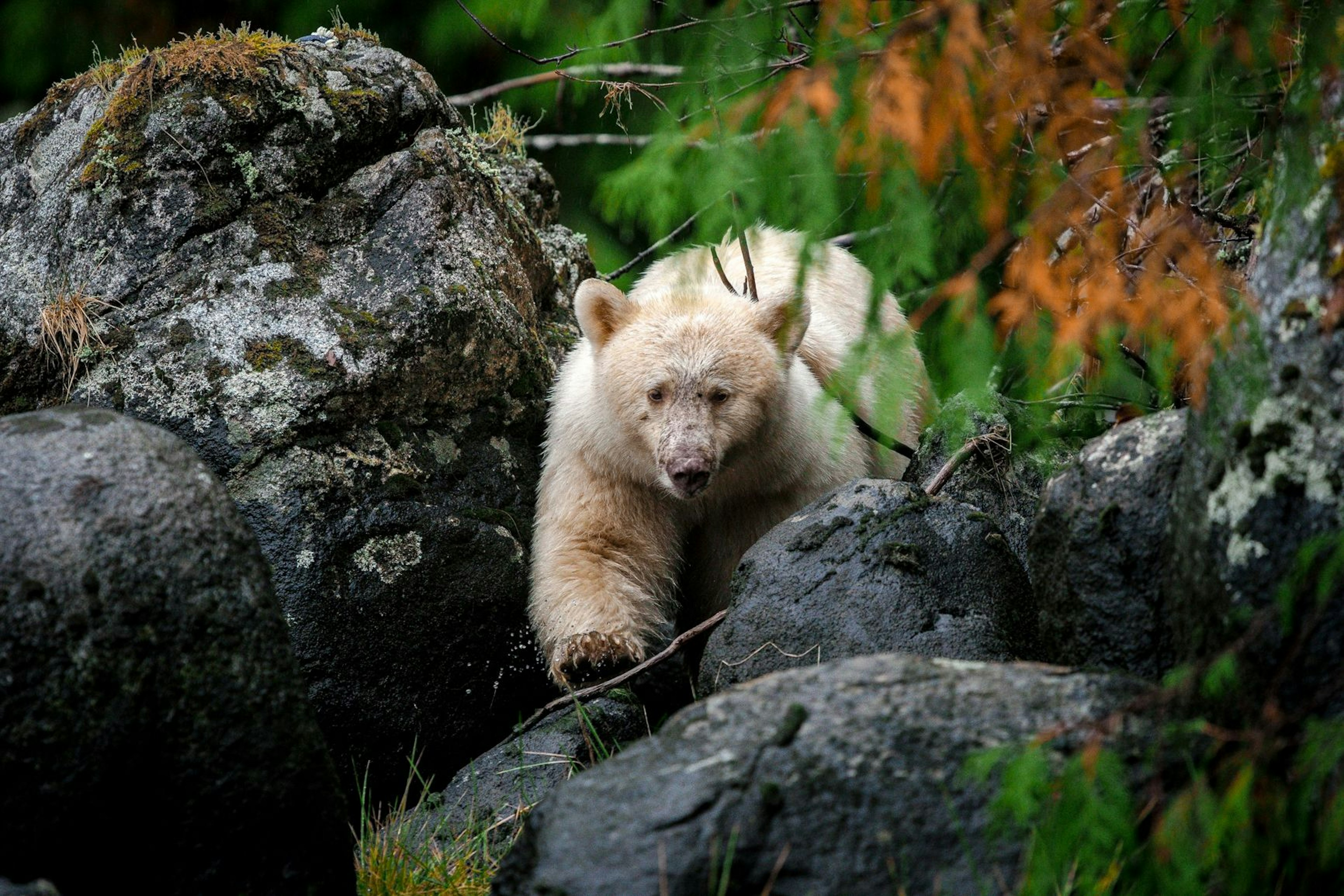 Spirit Bears