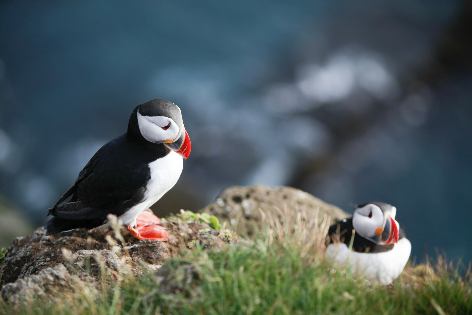Two puffins -- black-and-white birds with red, orange and yellow feet and beaks -- sit on the edge of a cliff