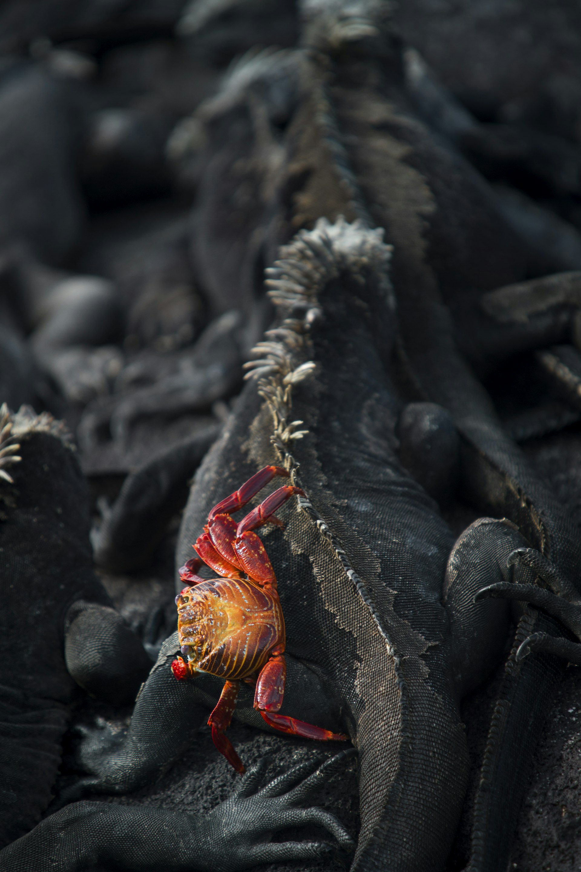 A red, orange and yellow crab clambers over the dark black hulk of a marine iguana