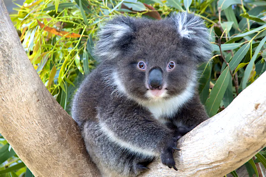 Koala sitting in tree at Cape Otway Centre of Conservation Ecology.