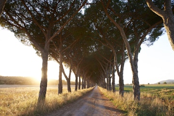 Avenue of trees on country road in the Maremma region..
