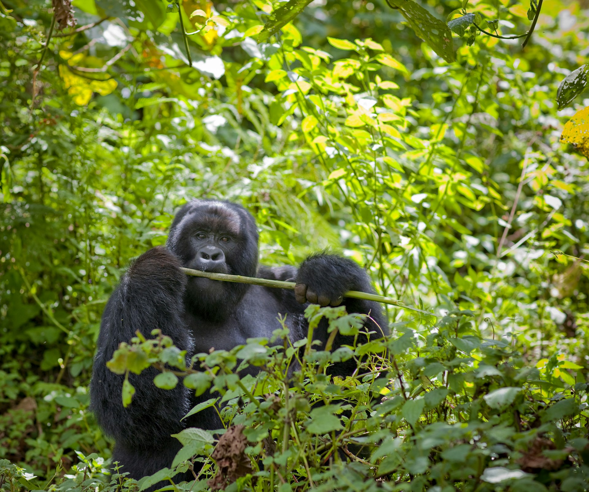 A wild mountain gorilla chews on a stick. 