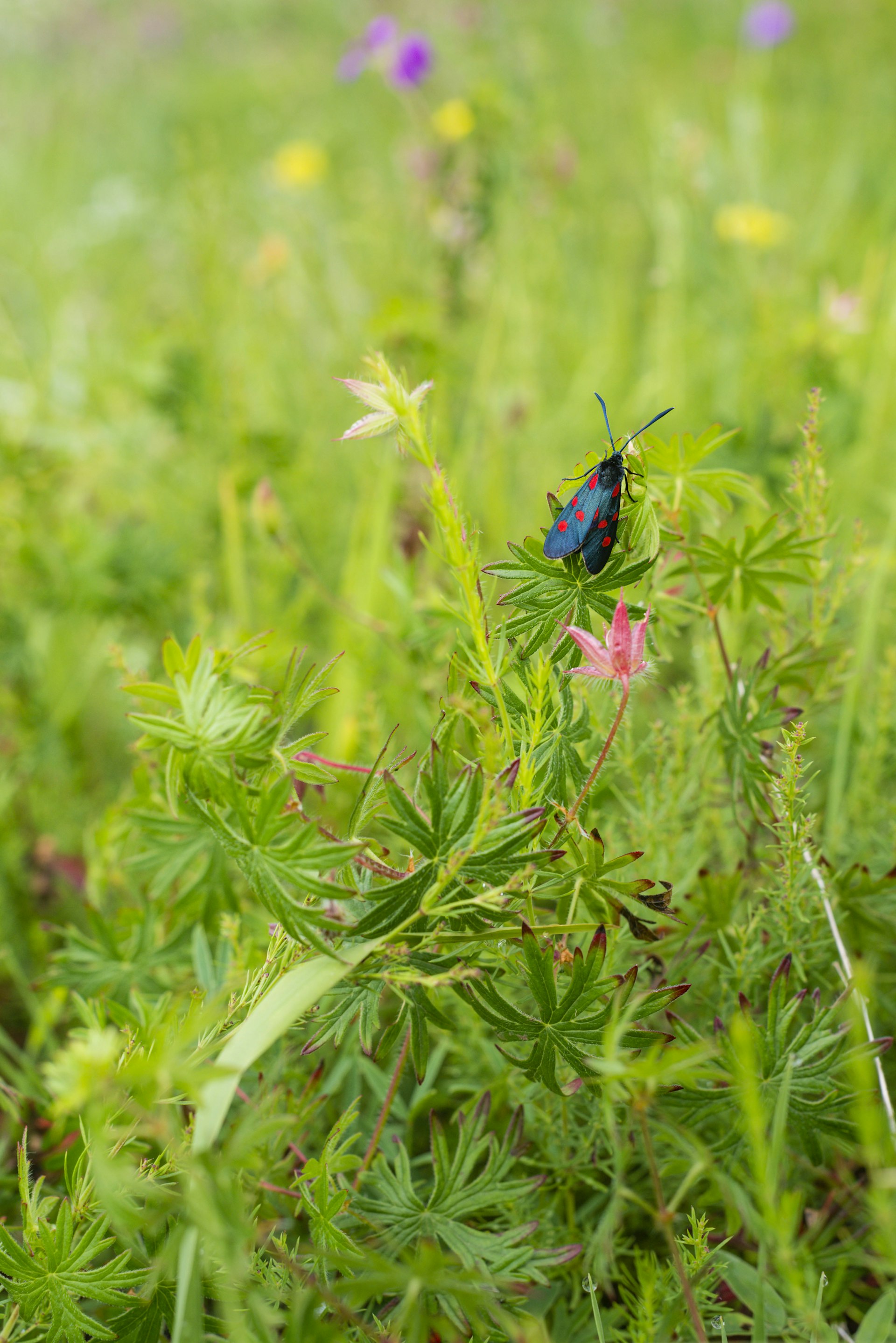 A small blue and red butterfly on a wildflower
