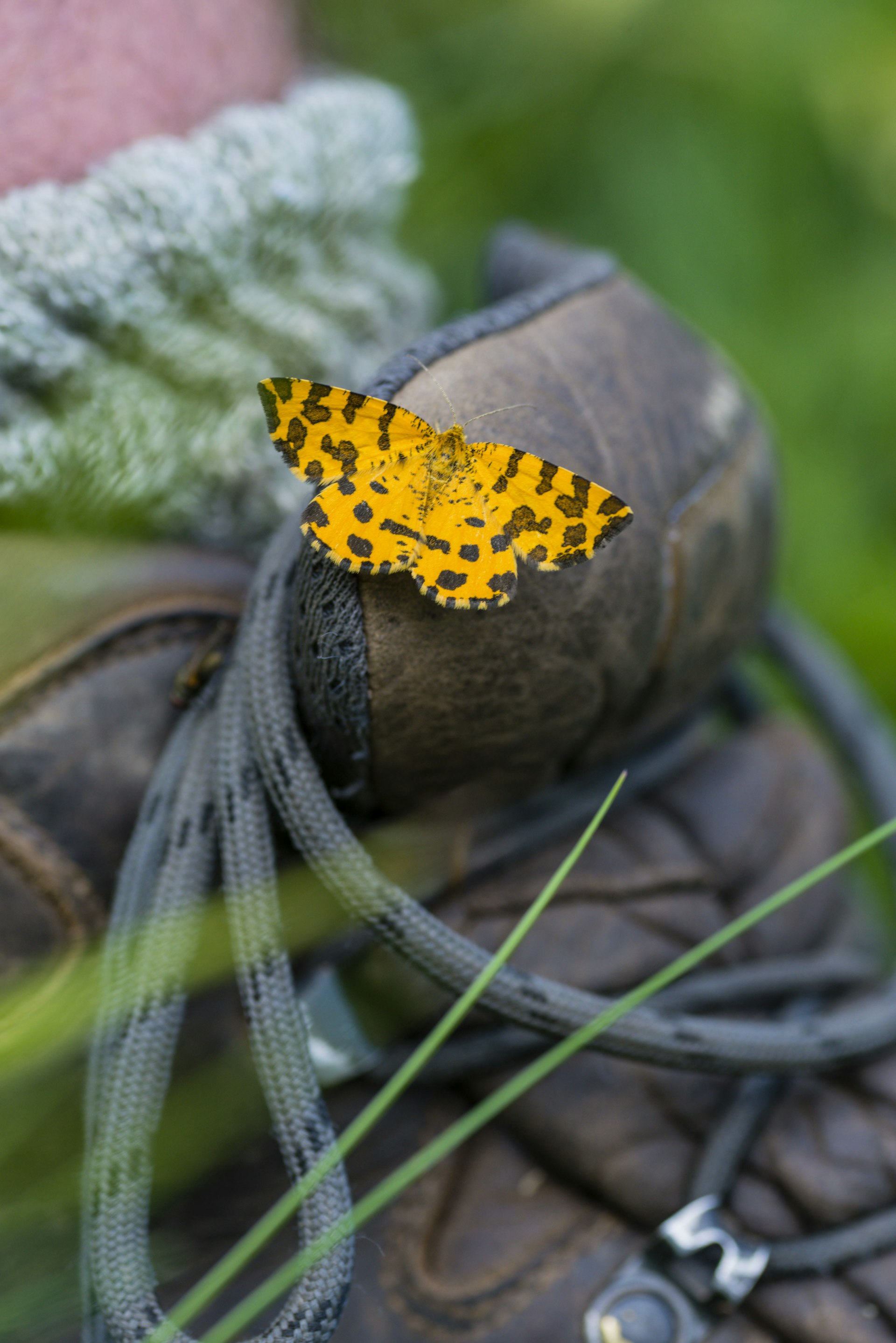 A yellow moth on the tongue of a walking boot