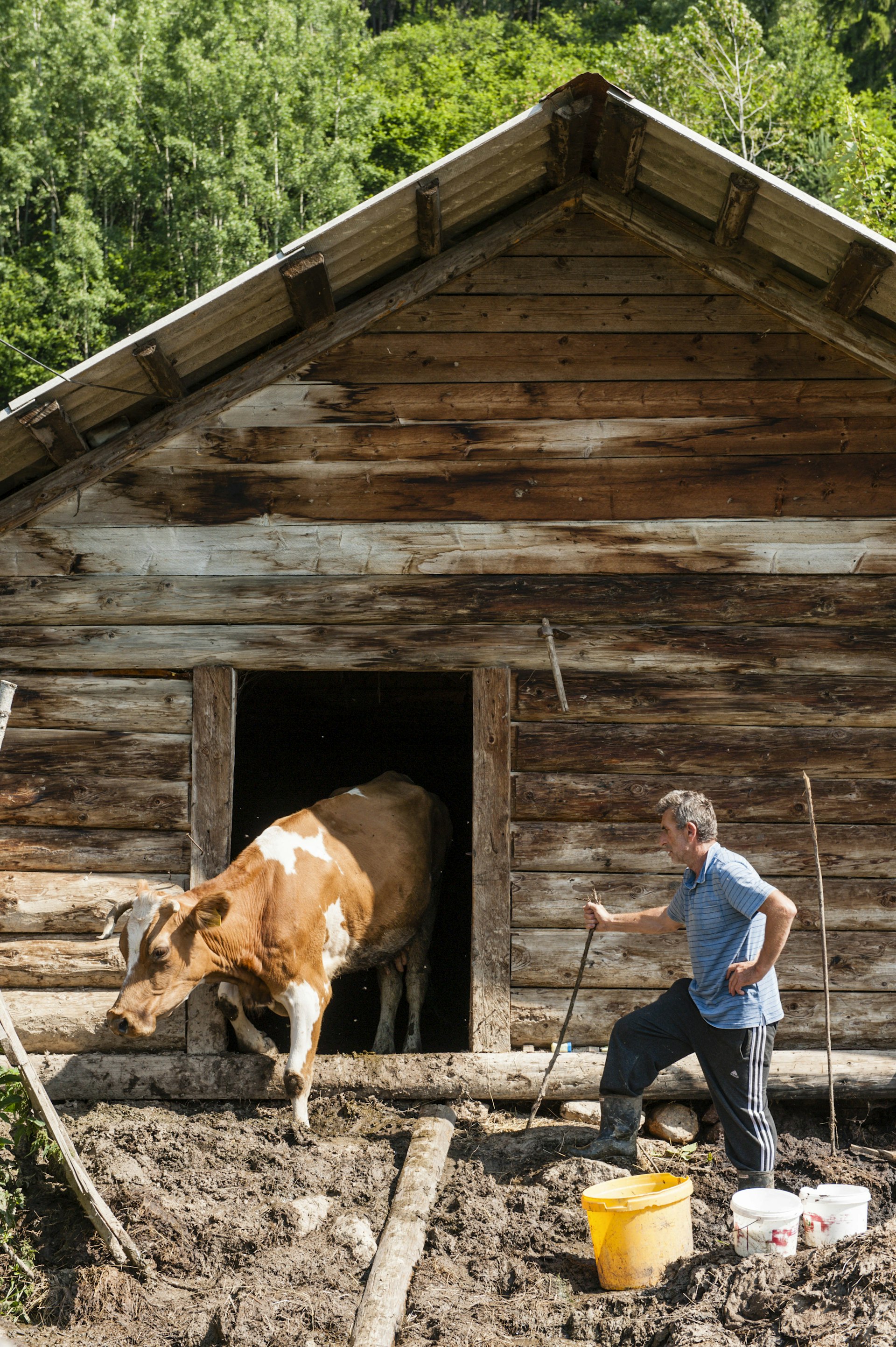 A farmer stands looking at his cow coming out of a wooden barn