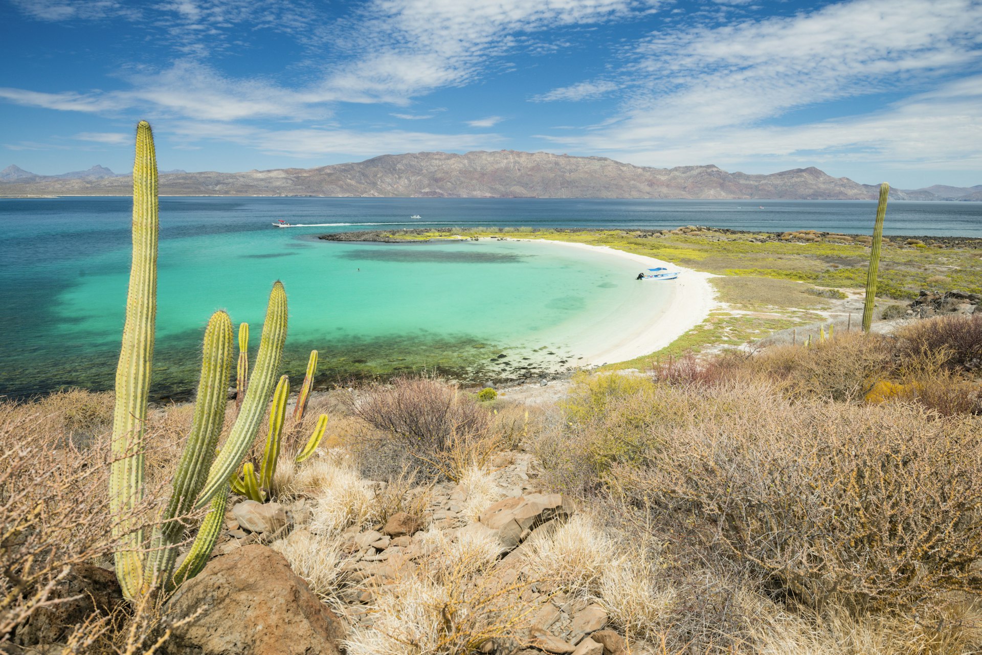 A curve of white sand with turquoise sea surrounding a small peninsula. In the foreground is wild grass and a cactus standing tall
