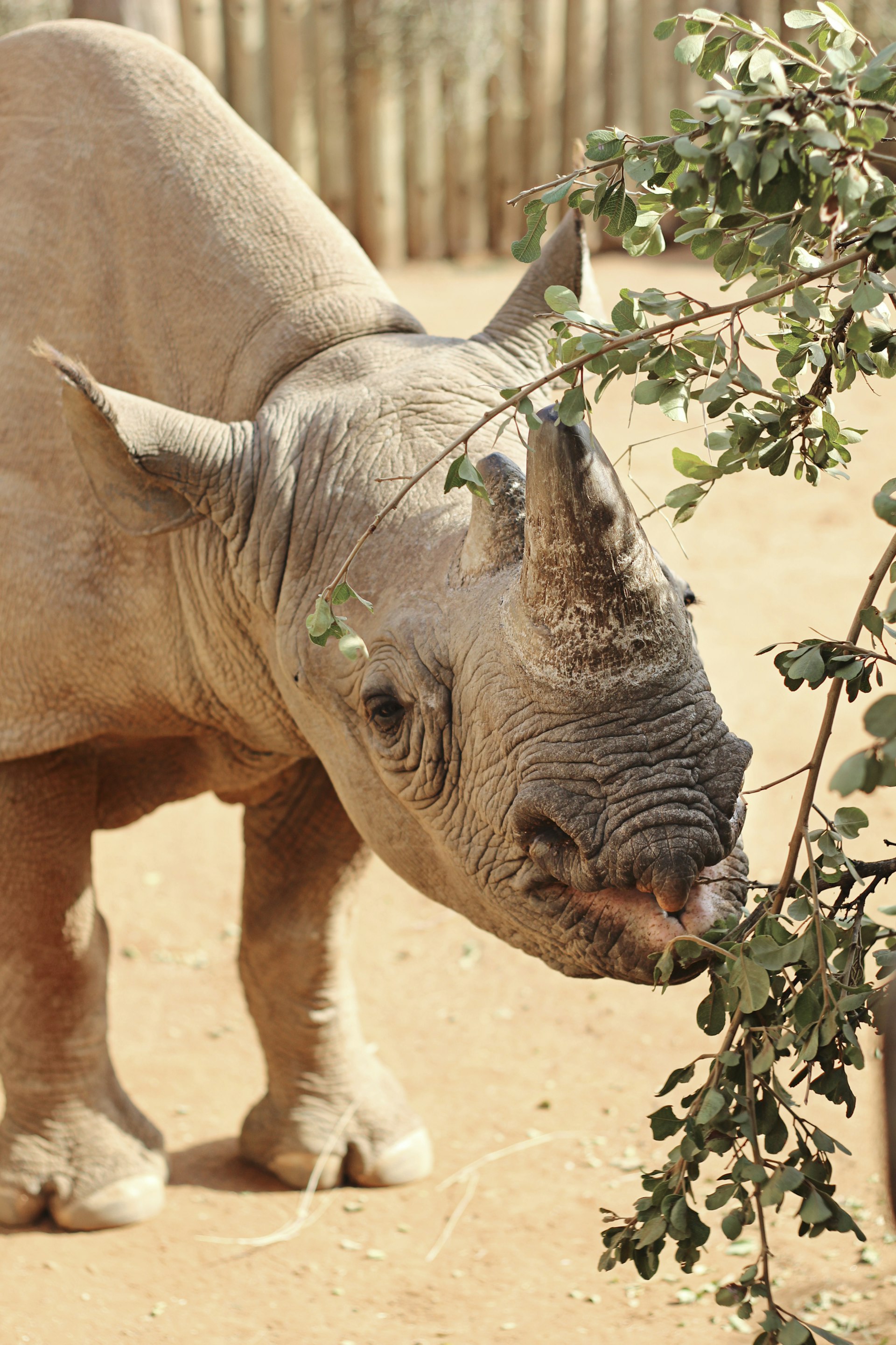 A close-up shot of a black rhino calf eating from a bush