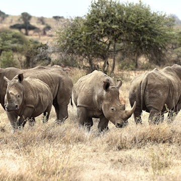 African White Rhinos