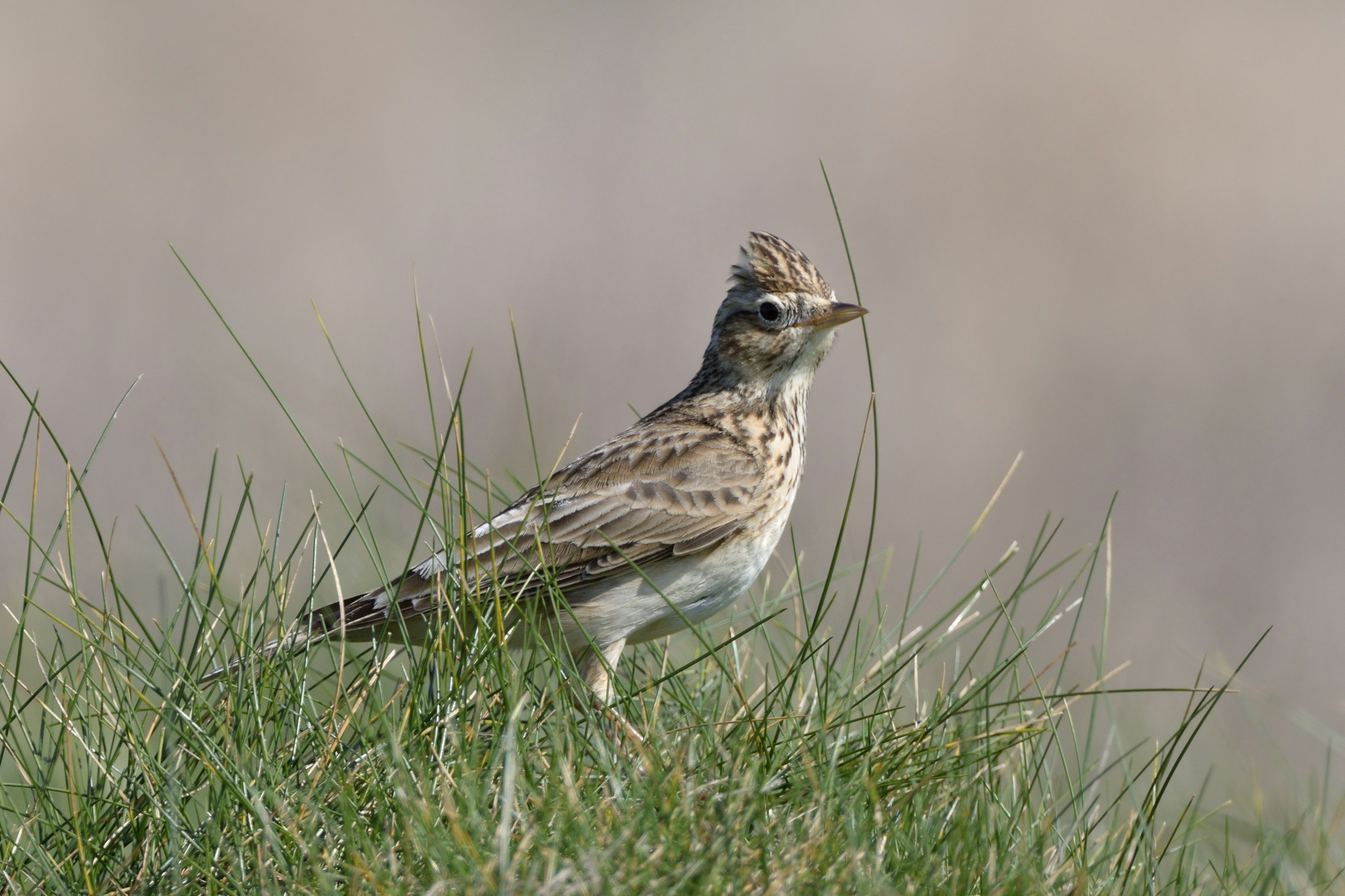 Skylark (Alauda arvensis) foraging in coastal grassland, Trevose Head, Cornwall