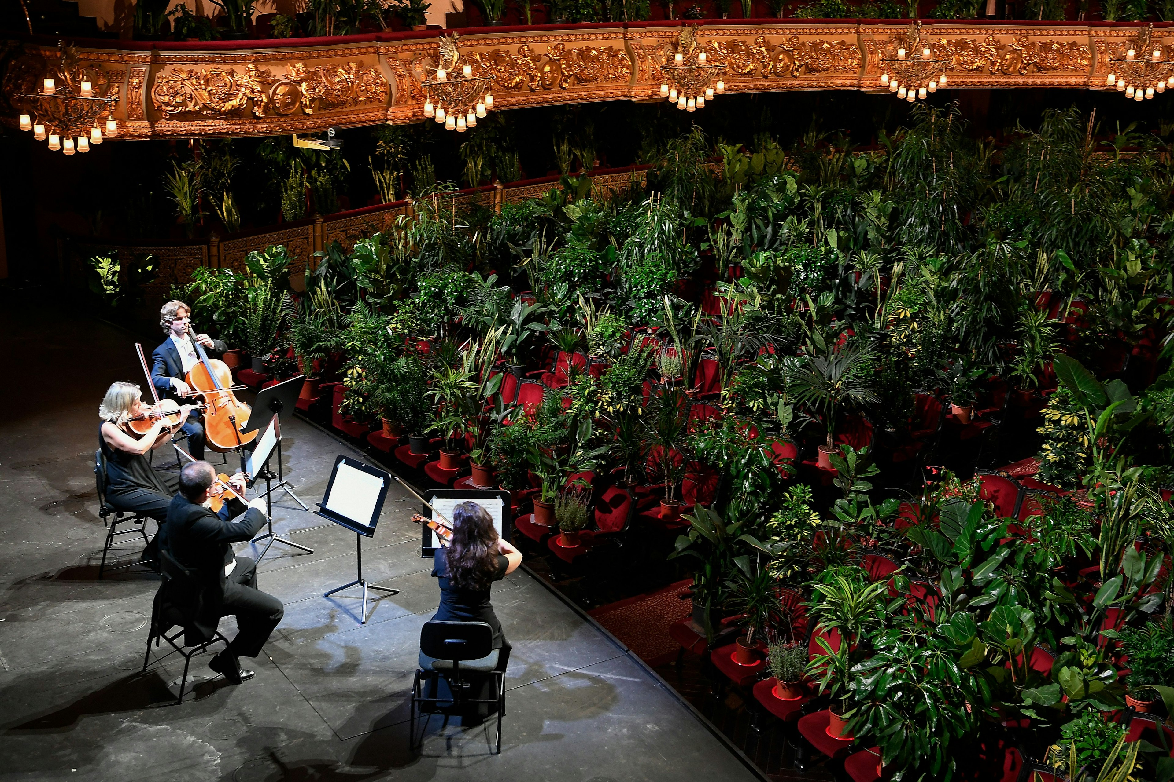 The Uceli Quartet perform for an audience made of plants