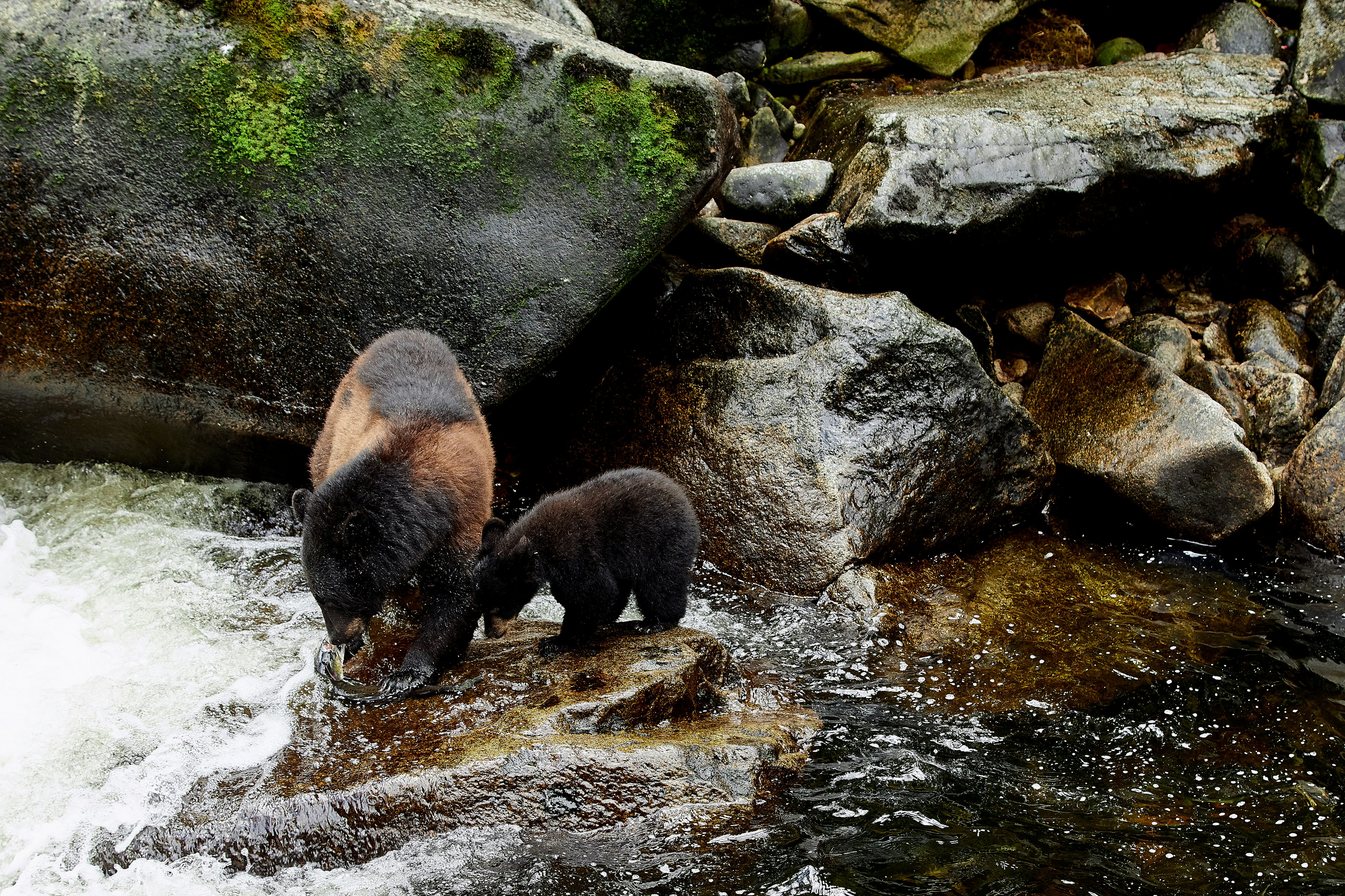 Mother and cub black bears fishing for salmon