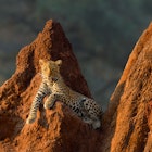 Marsel van Oosten. Female leopard on termite mound at sunrise in Lower Zambezi National Park, Zambia