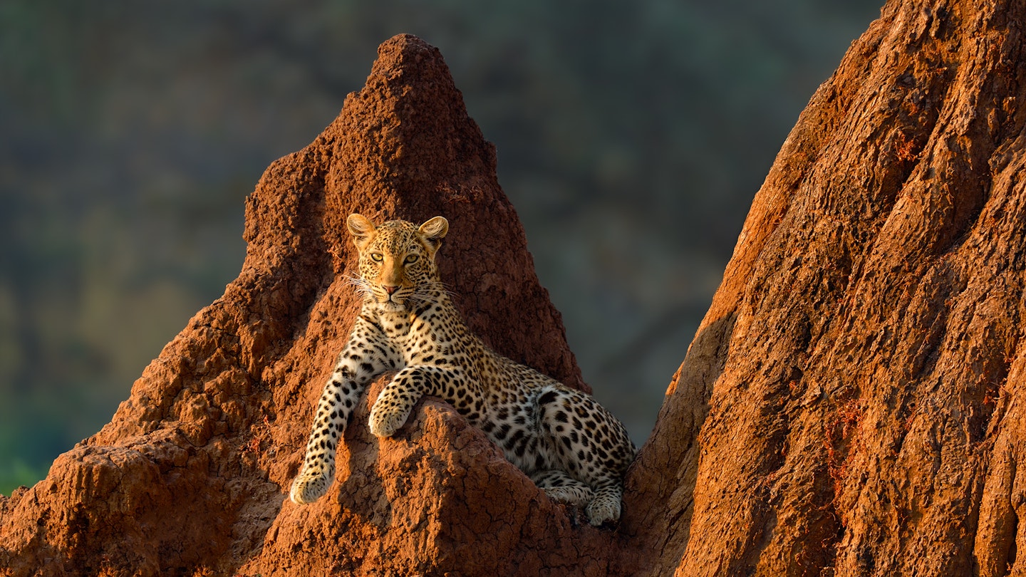 Marsel van Oosten. Female leopard on termite mound at sunrise in Lower Zambezi National Park, Zambia