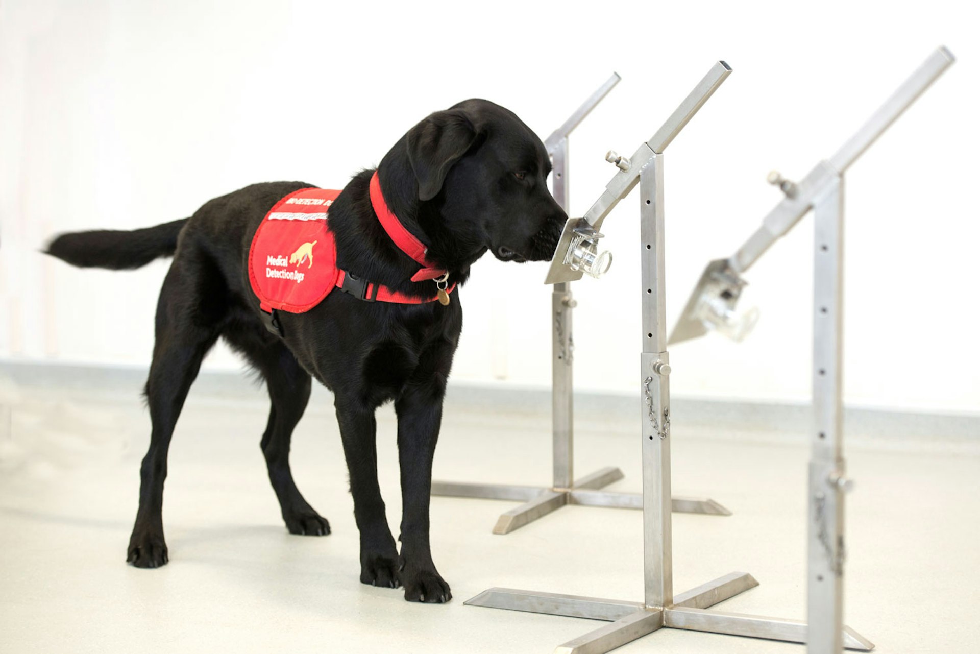 A dog sniffing samples in a lab during medical dog training