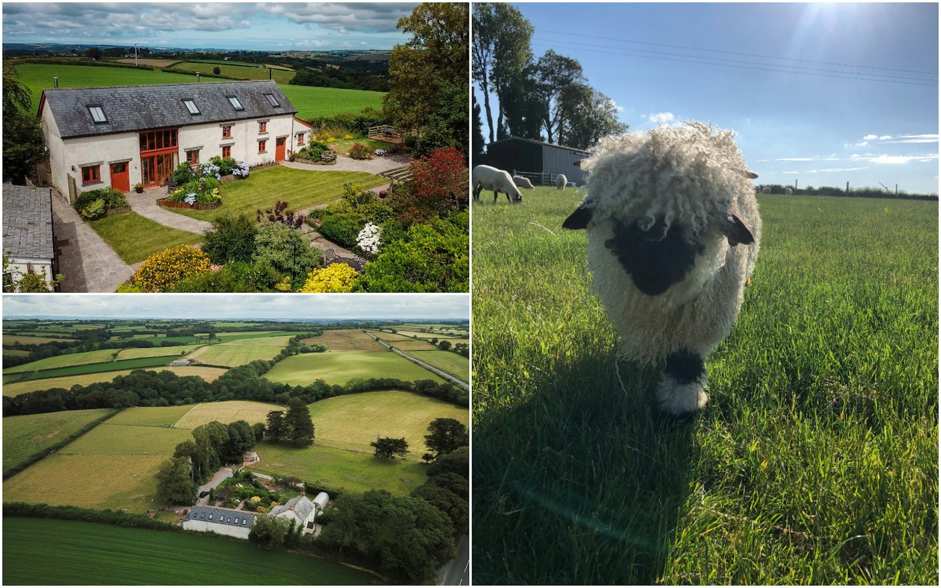 An English farmhouse with lambs