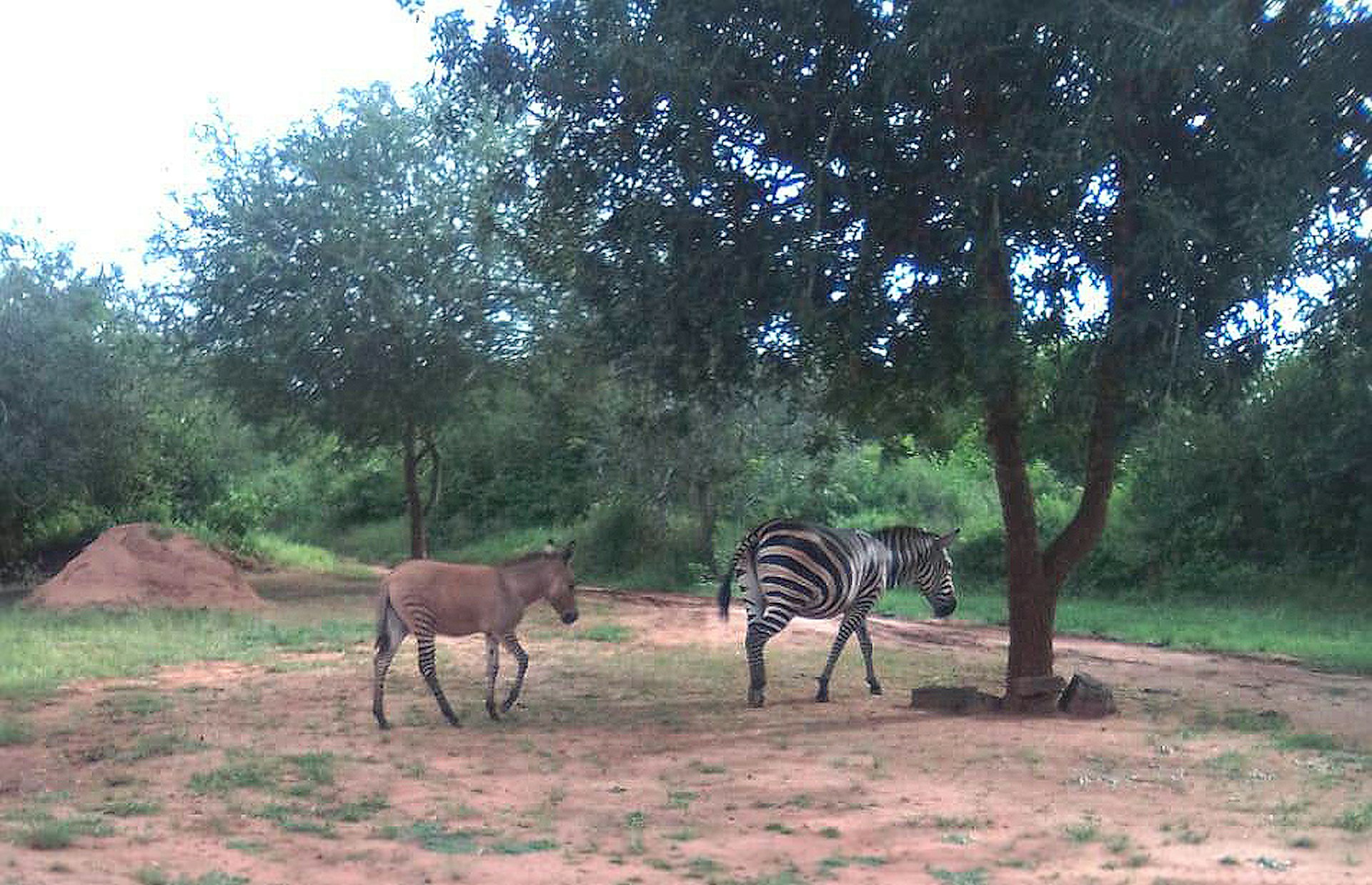 Mother zebra with a zonkey foal by her side