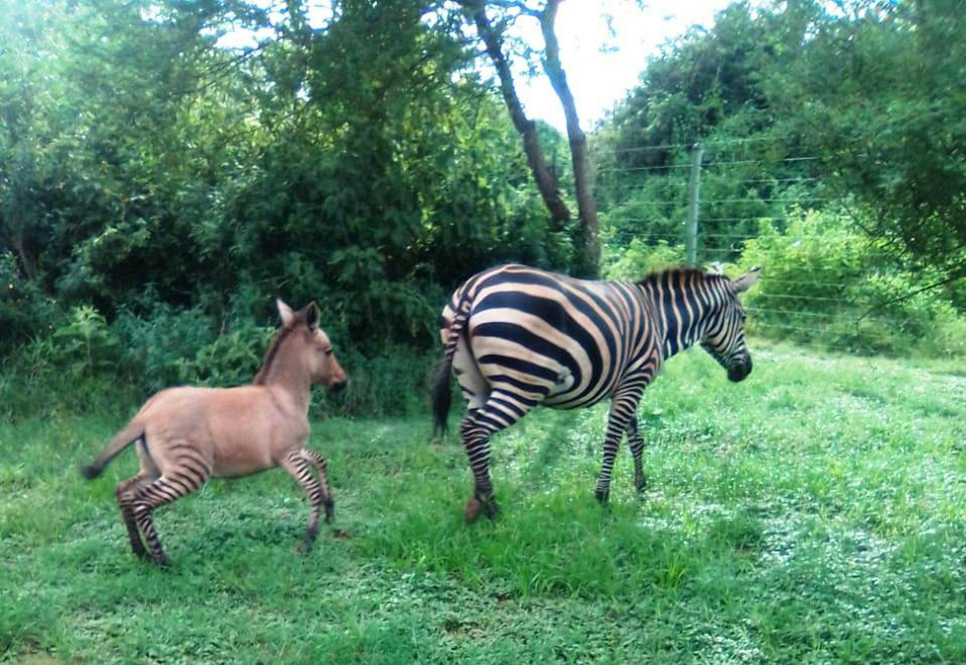Mother zebra with a zonkey foal