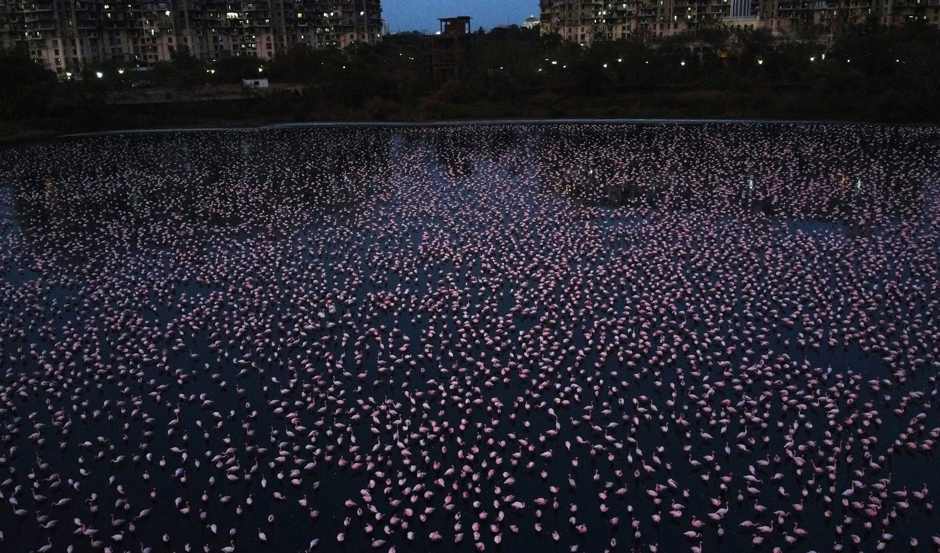 Thousands of flamingos congregate on a lake in Mumbai