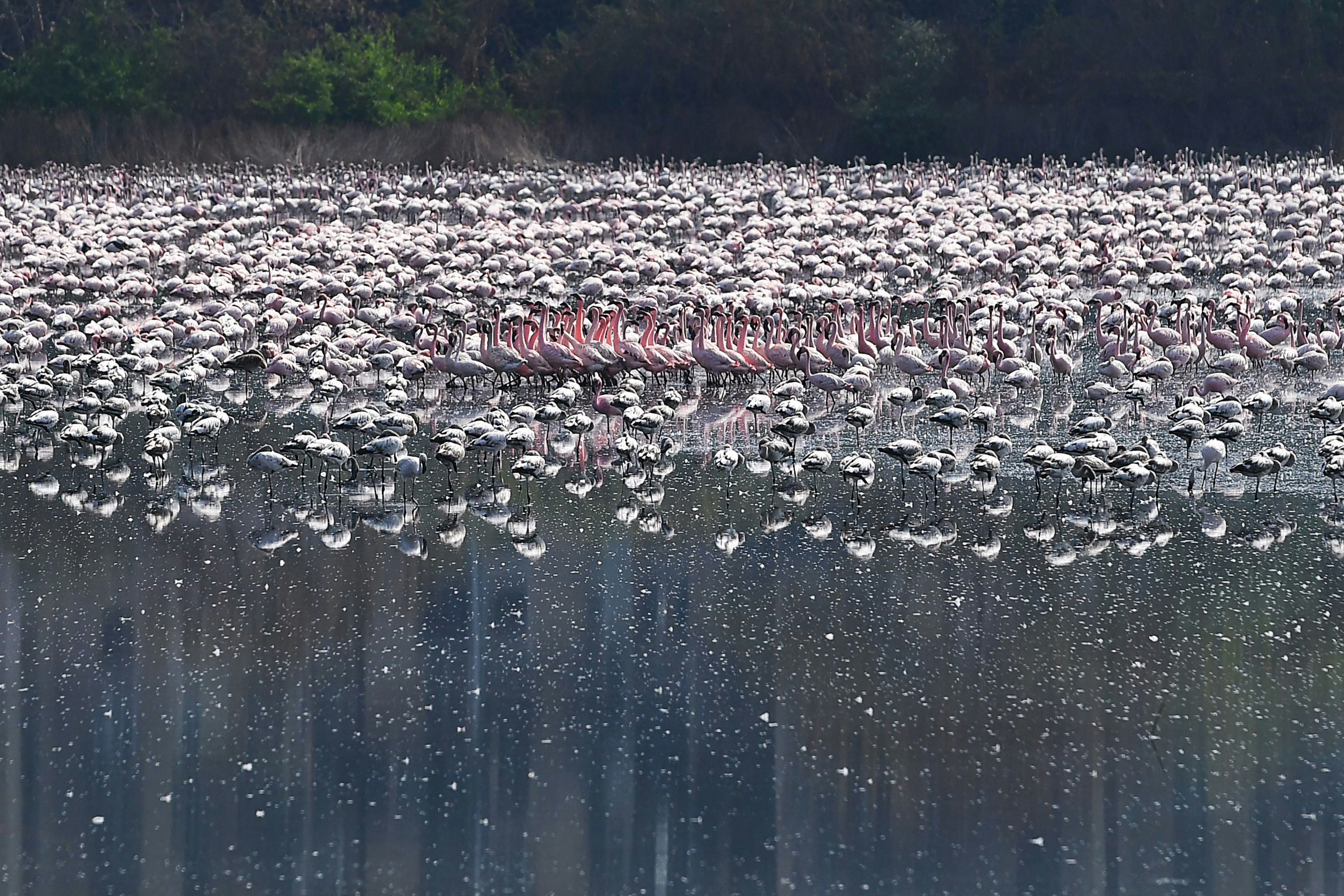 Flamingos are seen in a pond in India during a government-imposed nationwide