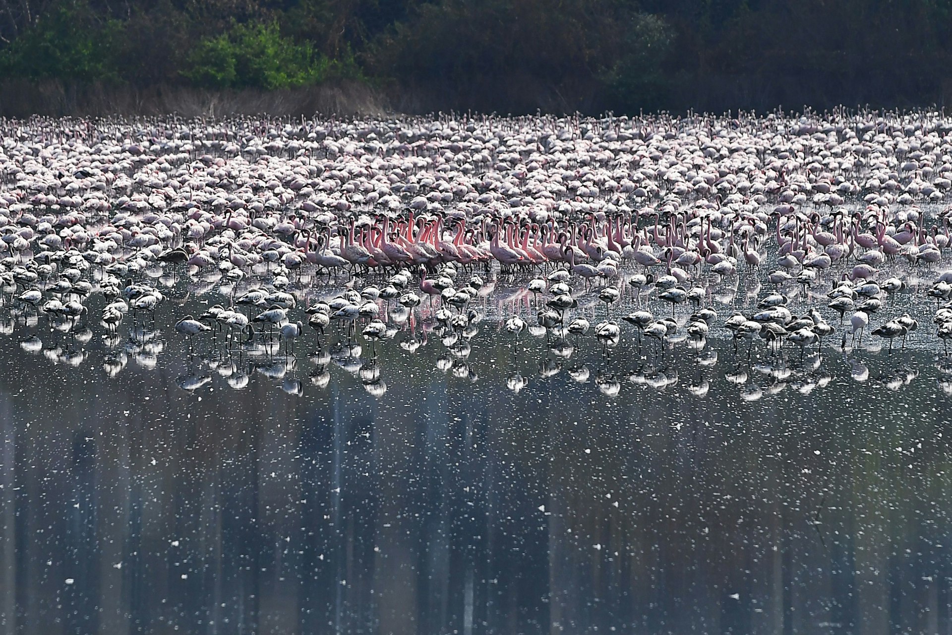 Flamingos are seen in a pond in India during a government-imposed nationwide