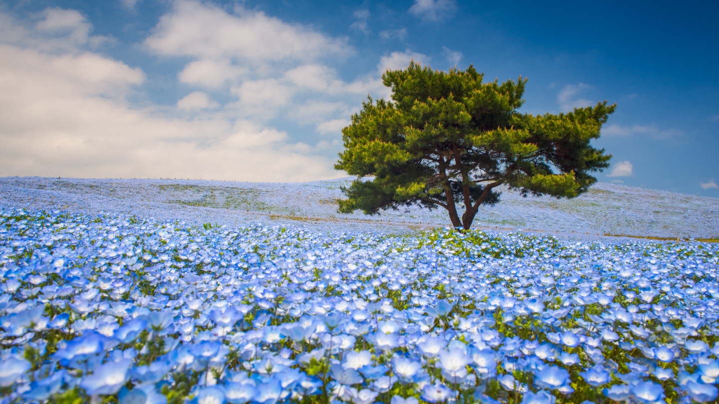 Nemophila flowers in Hitachi Seaside Park in Japan 