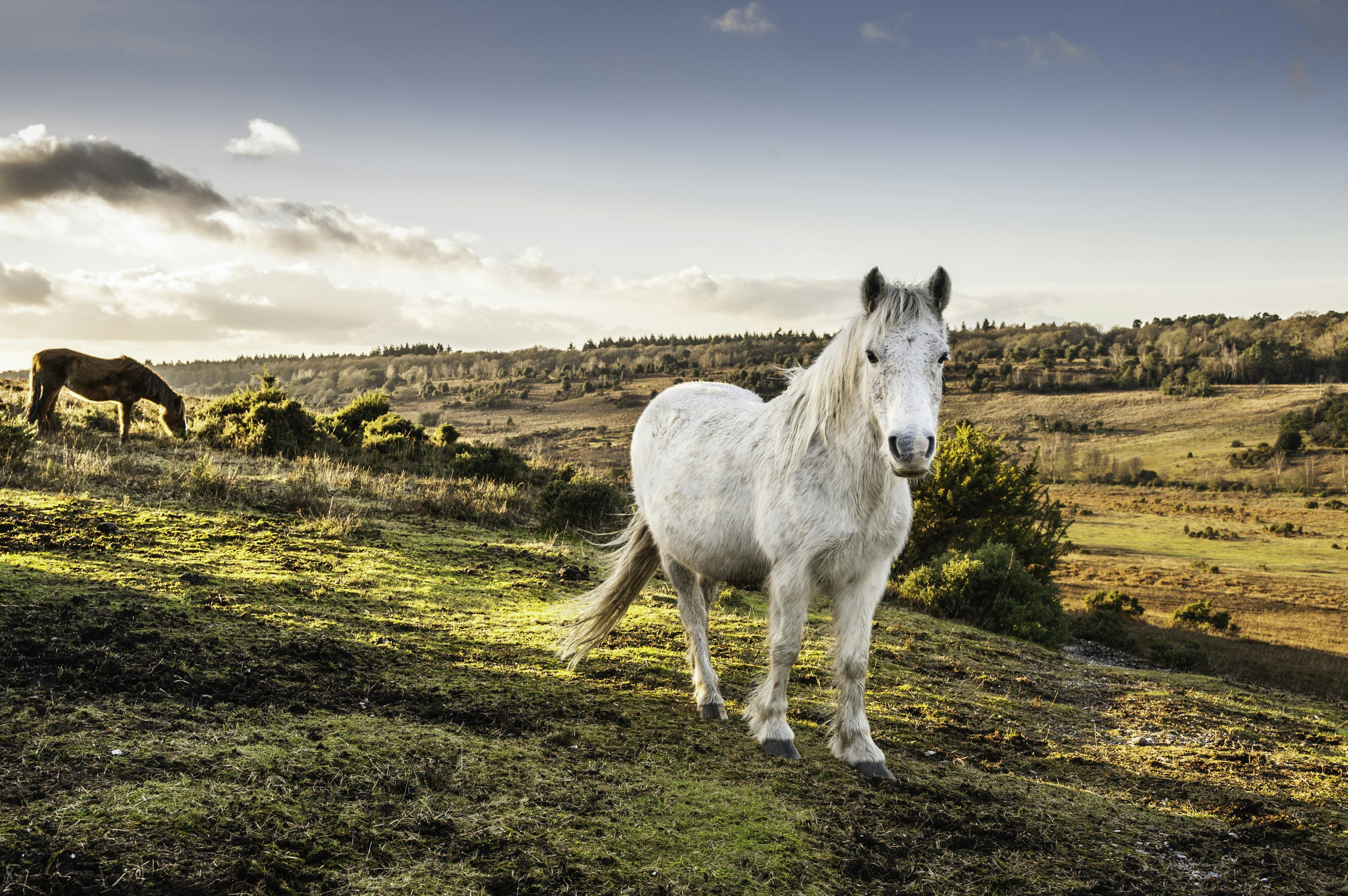 New Forest ponies roaming wild; a white pony stares at the camera; a brown pony grazes the moorland behind it