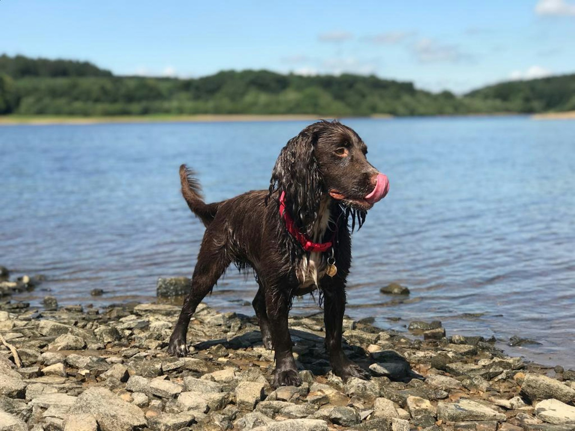 Medical detection dog Norman by a lake