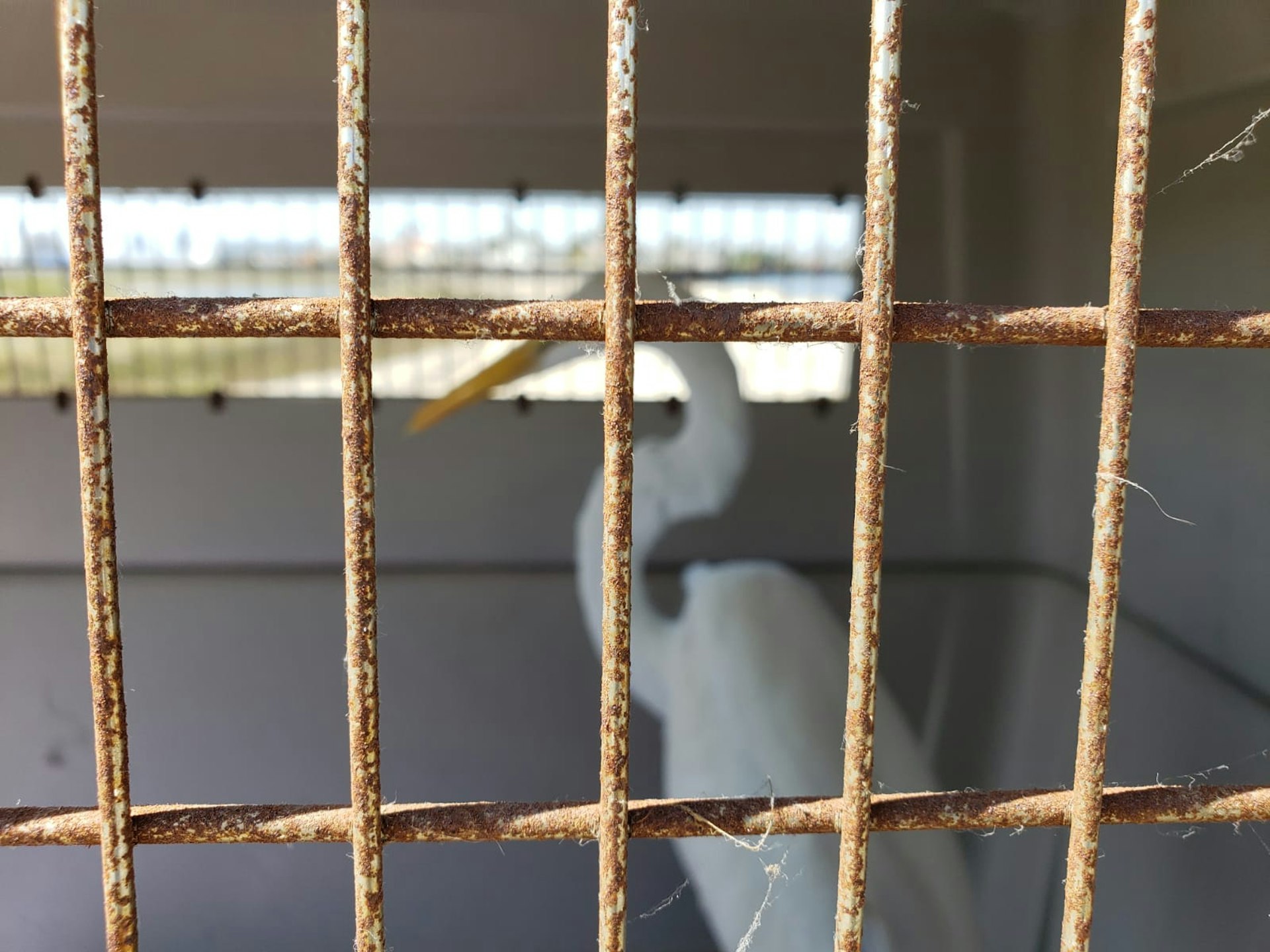 An egret in the care of Wetlands and Wildlife Care Center before its release