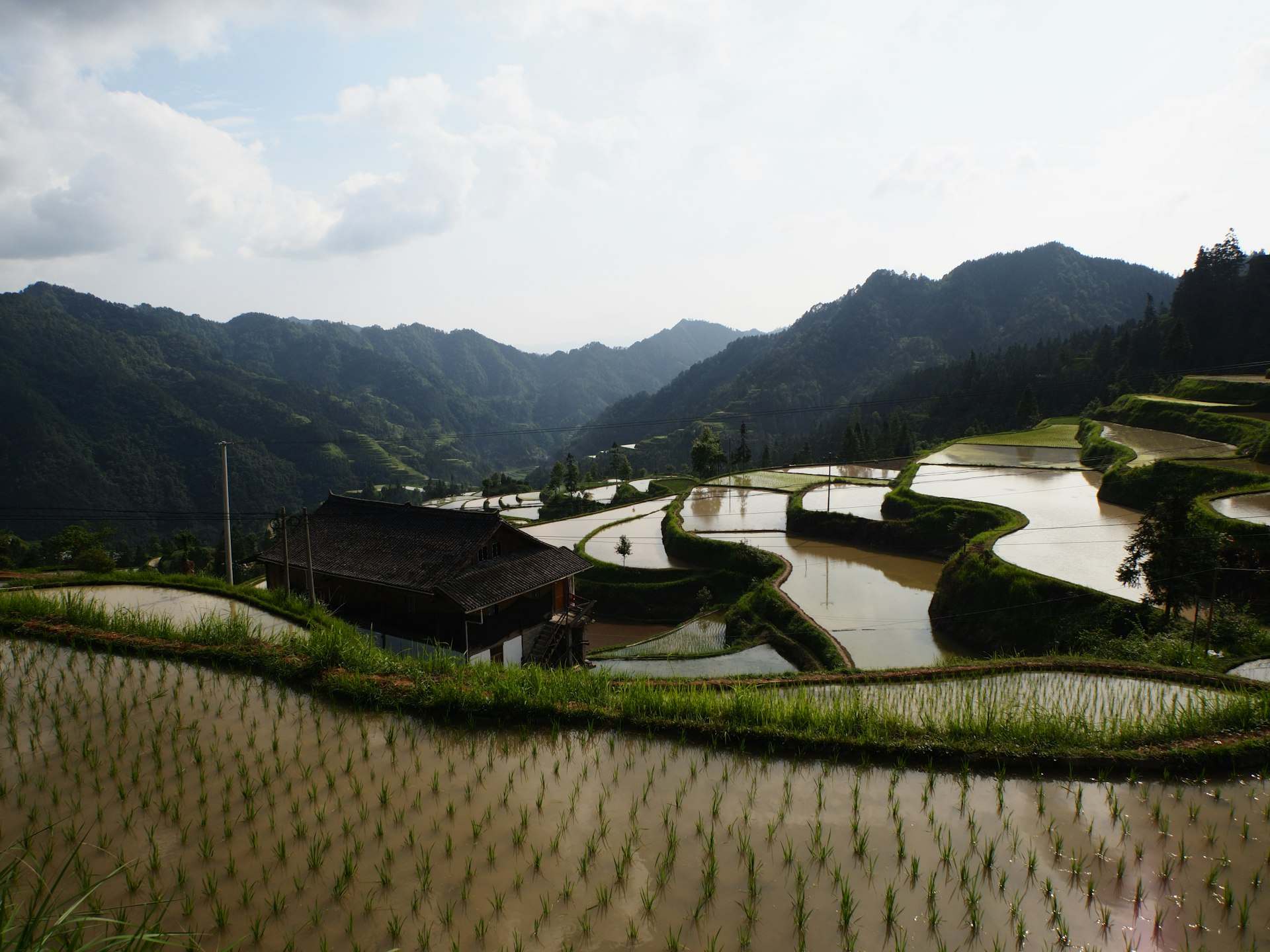 Paimo rice terraces4.JPG