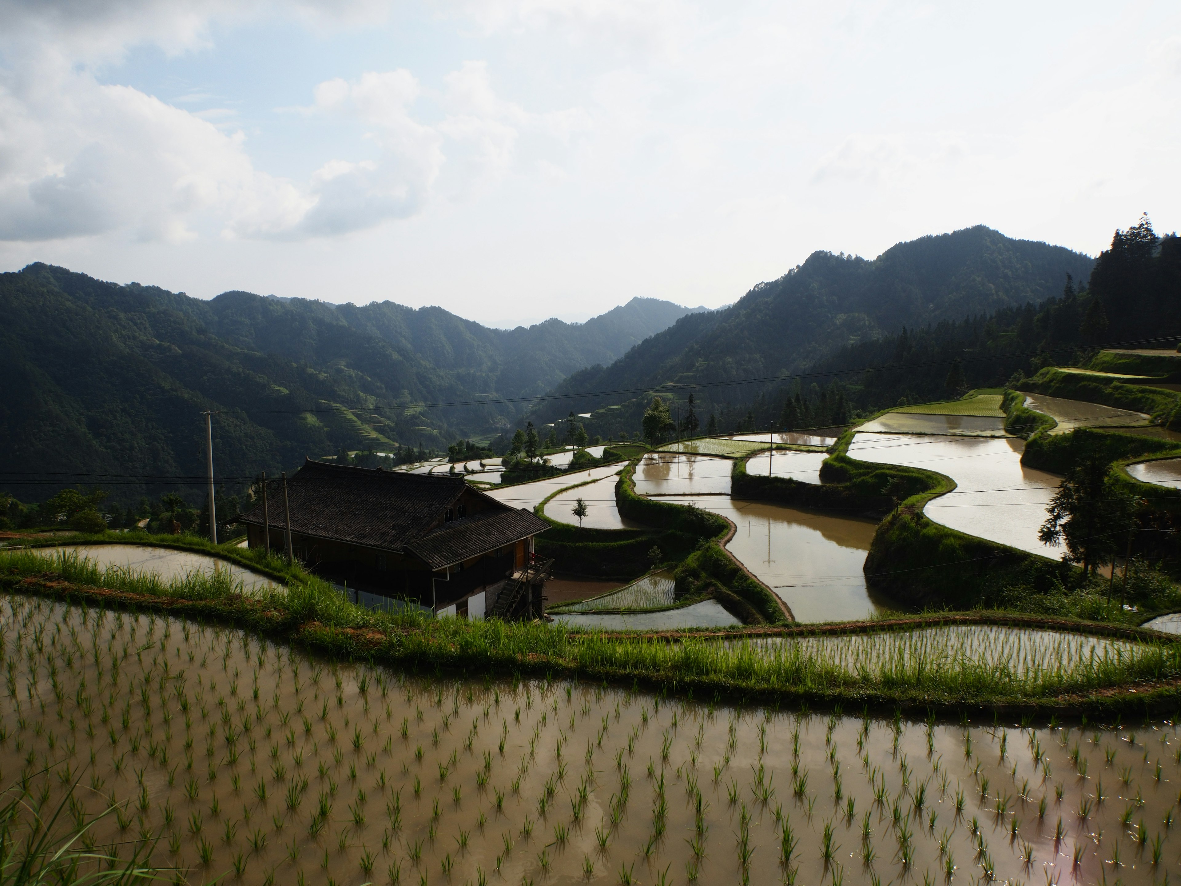 Paimo rice terraces4.JPG