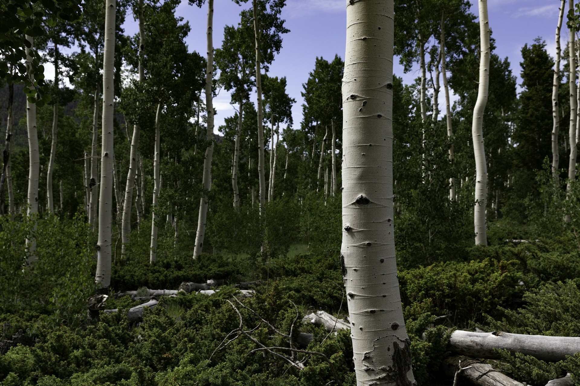 Aspen Trees in the Pando Clone near Fishlake Utah