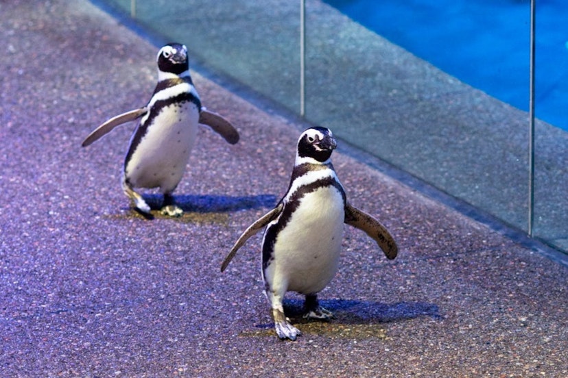 Penguins 2.jpg