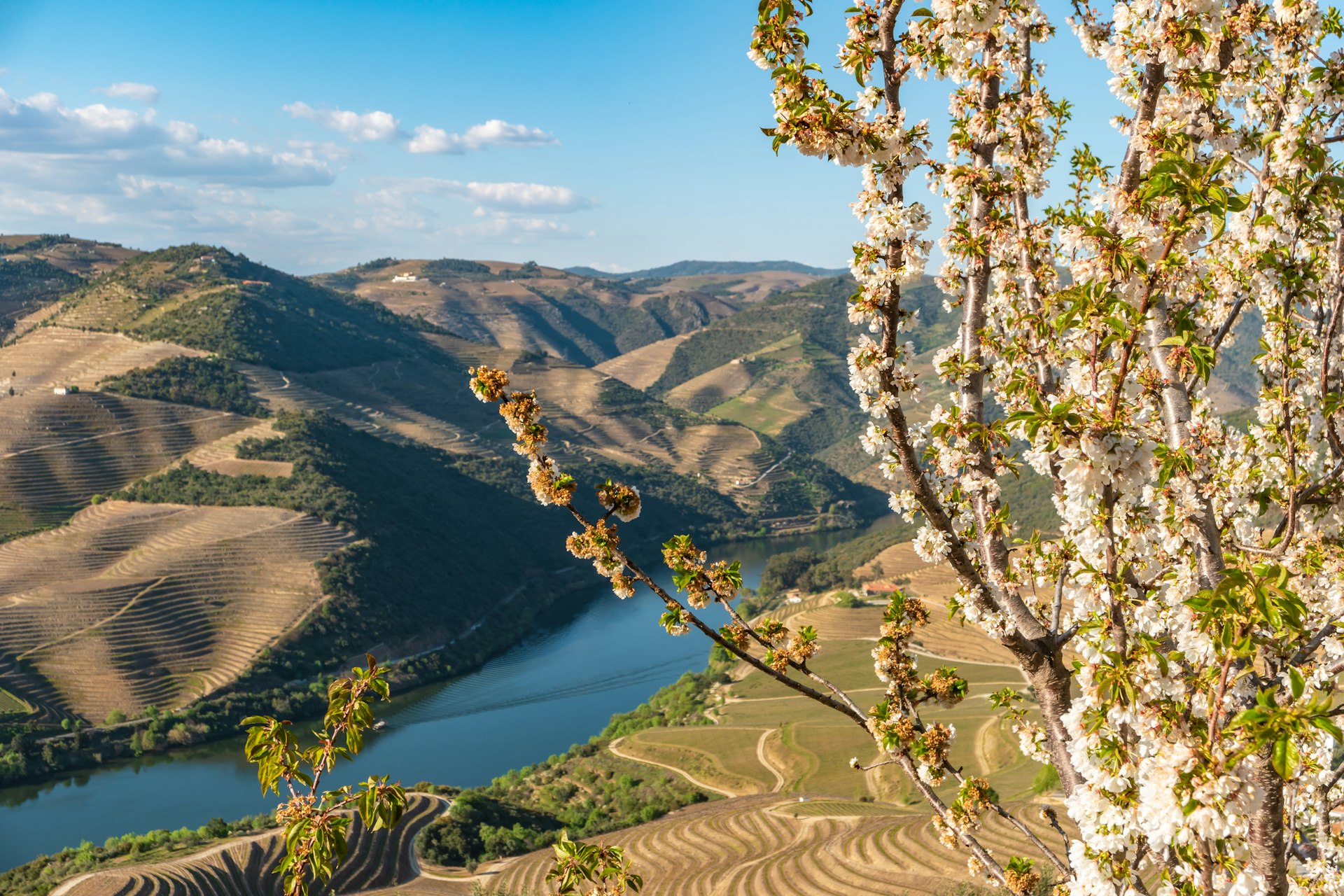 View of the terraced vineyards in the Douro Valley and river near the village of Pinhao, Portugal.