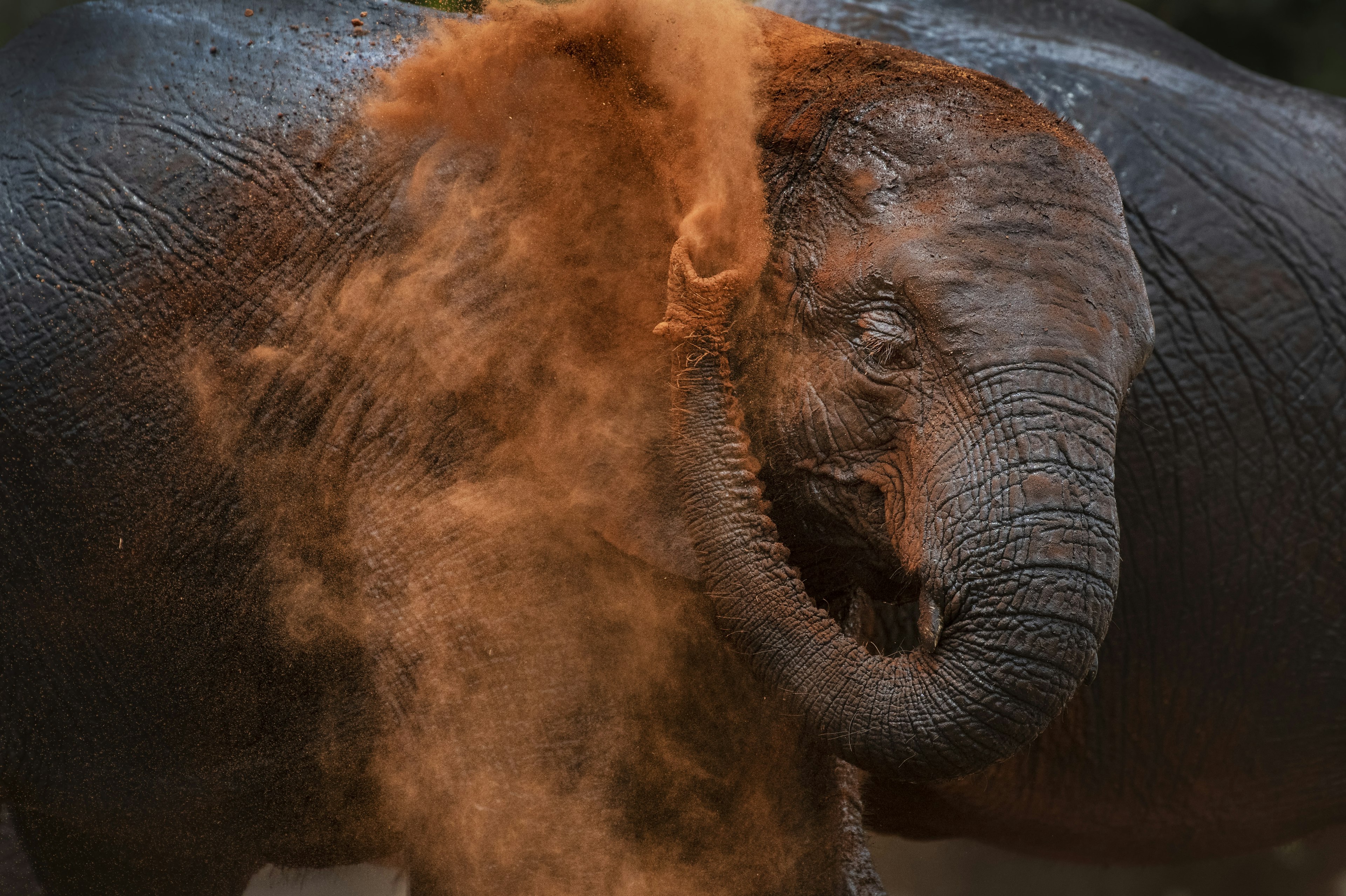 Elephant's dust bath in west Tsavo, Kenya