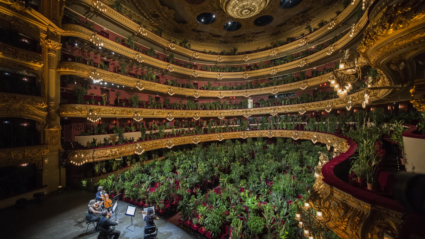 BARCELONA, SPAIN - JUNE 22: Musicians from UceLi Quartet, a string quartet, perform 'Crisantemi' by Puccini for an audience made up of 2,292 plants on the first day after the State of Alarm on June 22, 2020 in Barcelona, Spain. The plants will later be delivered to 2,292 healthcare professionals, from the Hospital Clínic de Barcelona, accompanied by a certificate from the artist Eugenio Ampudia. The concert was born from the initiative of the Liceu and the artist together with the Max Estrella Gallery and the curator of Blanca De La Torre. (Photo by Jordi Vidal/Getty Images)