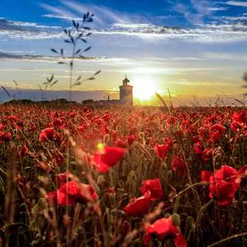 Poppies on the White Cliffs - June 2020. COPYRIGHT Matt Hayward (5).jpg