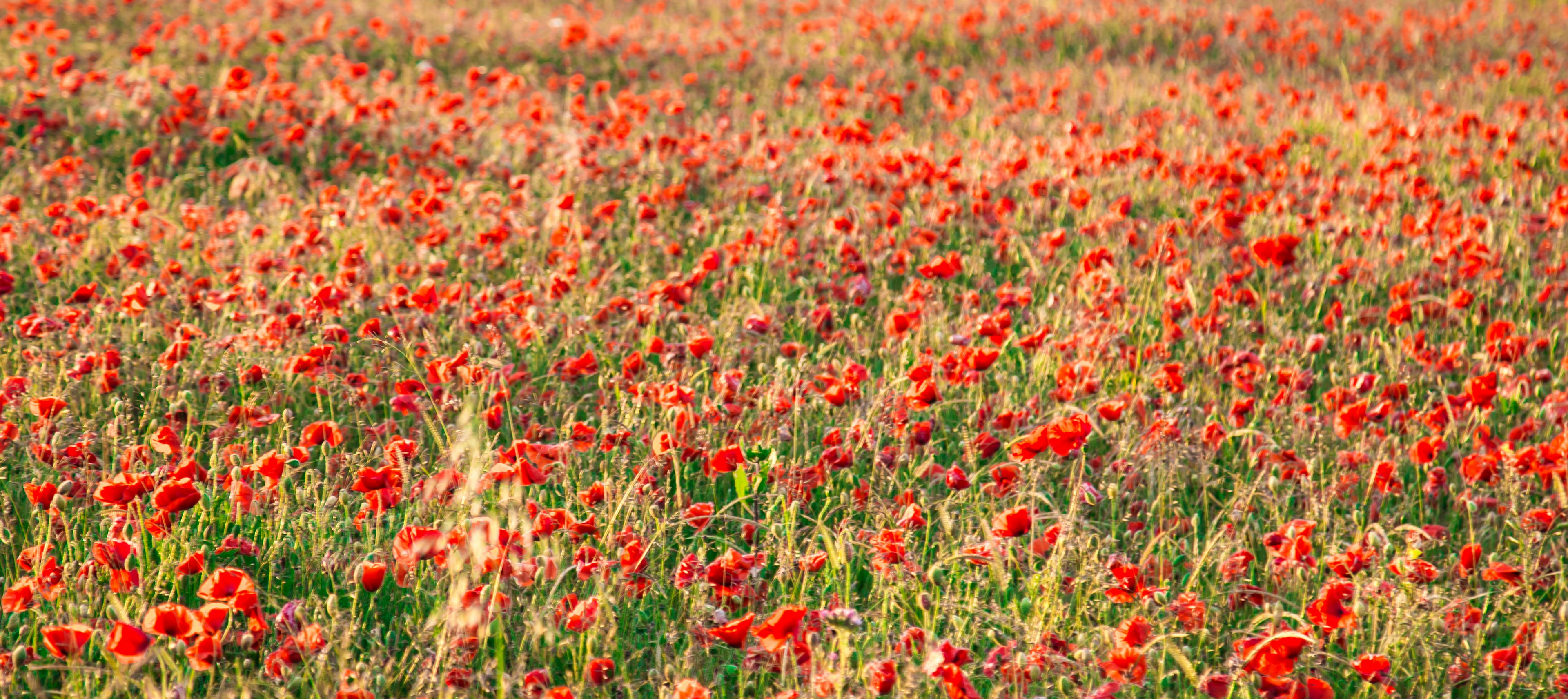 Poppies on the White Cliffs - June 2020. COPYRIGHT Matt Hayward (7).jpg